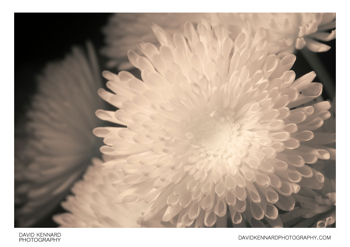 Quill Chrysanthemum flower [IR] · David Kennard Photography